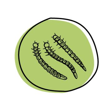 Mealworm & Insect Suet