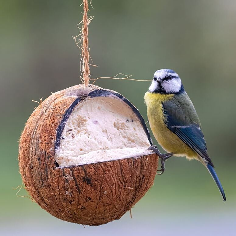 The Birdfood Warehouse Suet Coconut Feeder