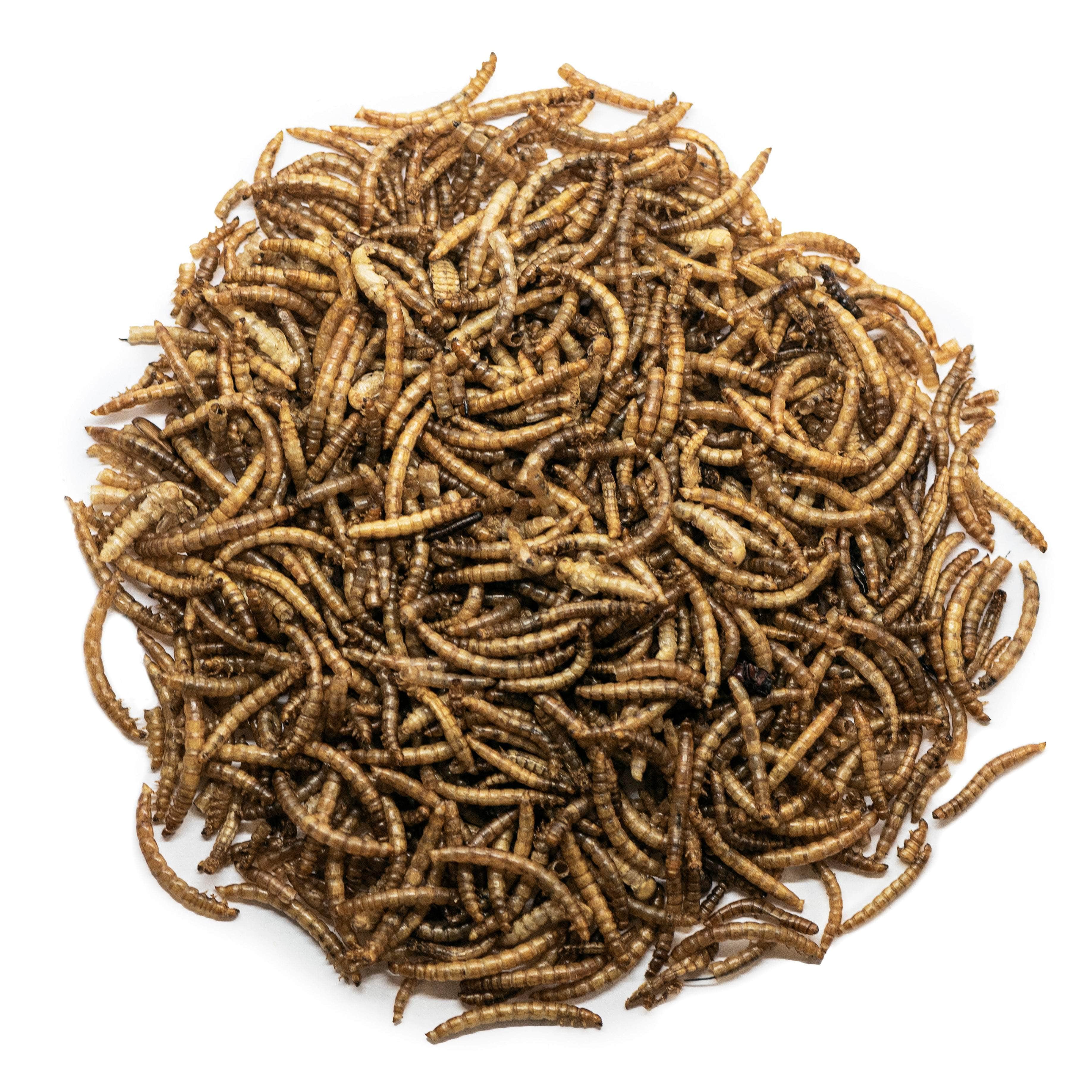 Natures Grub Love Wildlife Dried Mealworms 5ltr Bucket