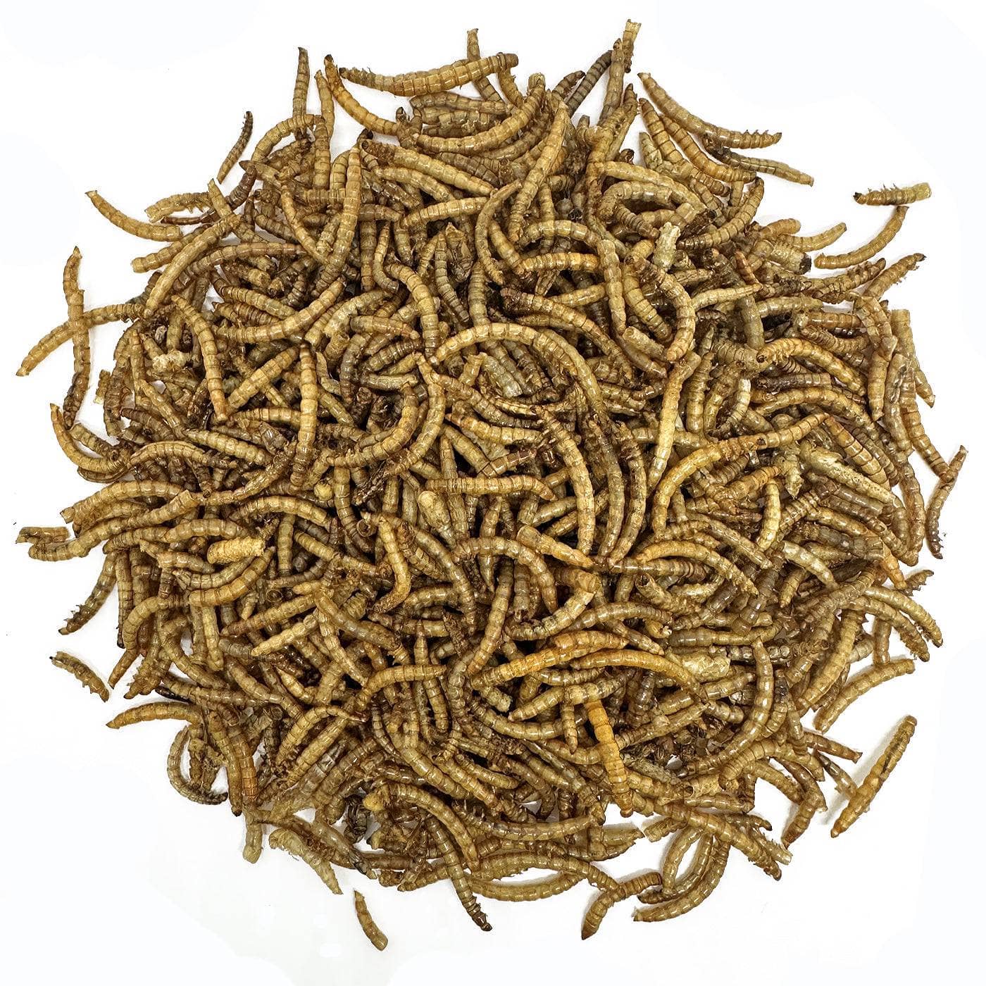 Natures Grub Dried Mealworms