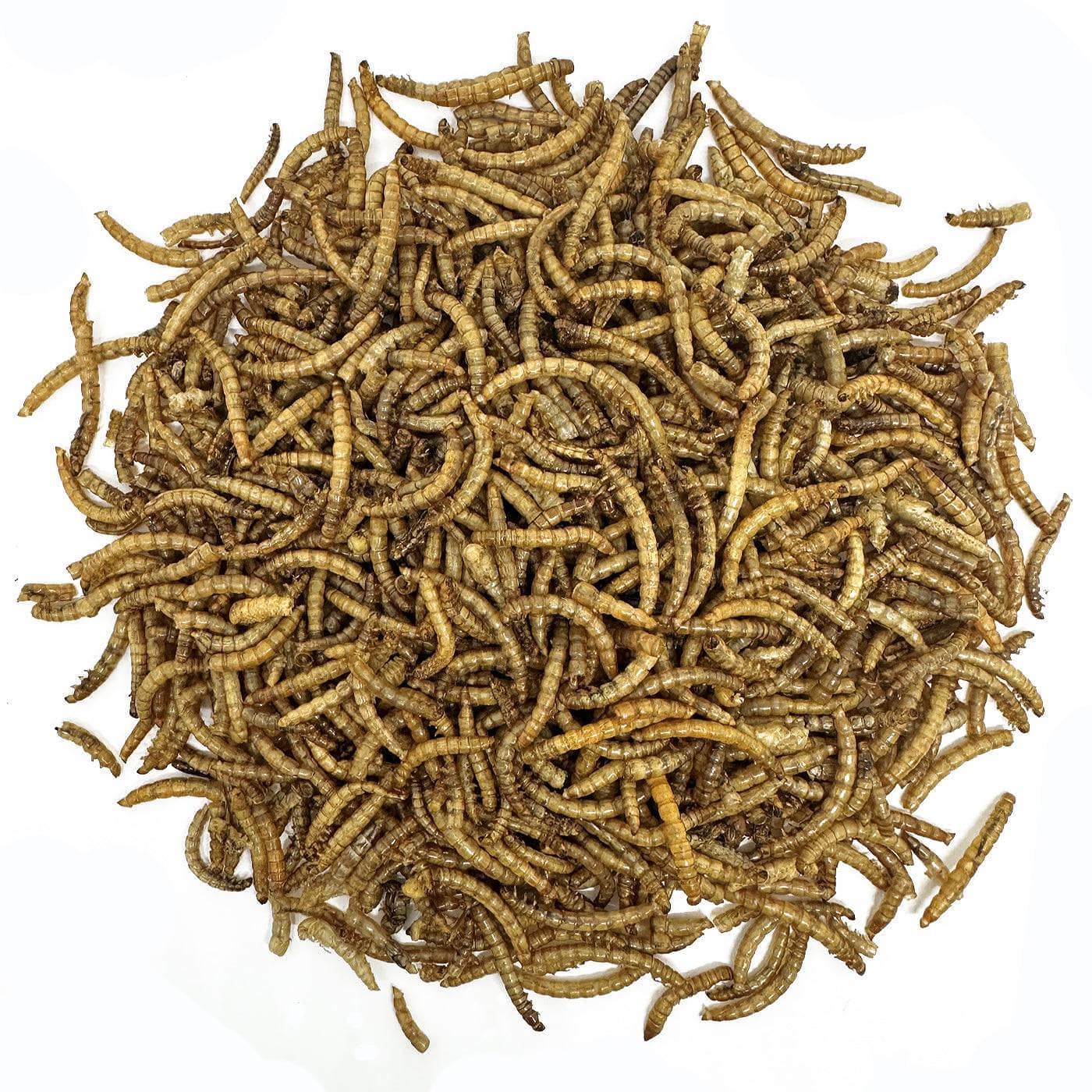 Dried Worms & Insects | Bird Food UK | The Birdfood Warehouse