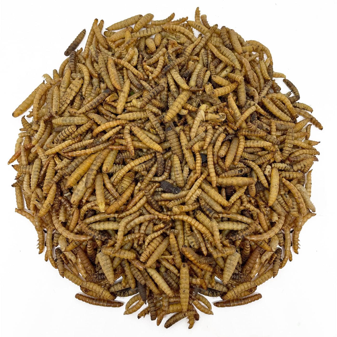 Dried Worm Mix | Nutritious Insects for Wild Garden Birds – The ...