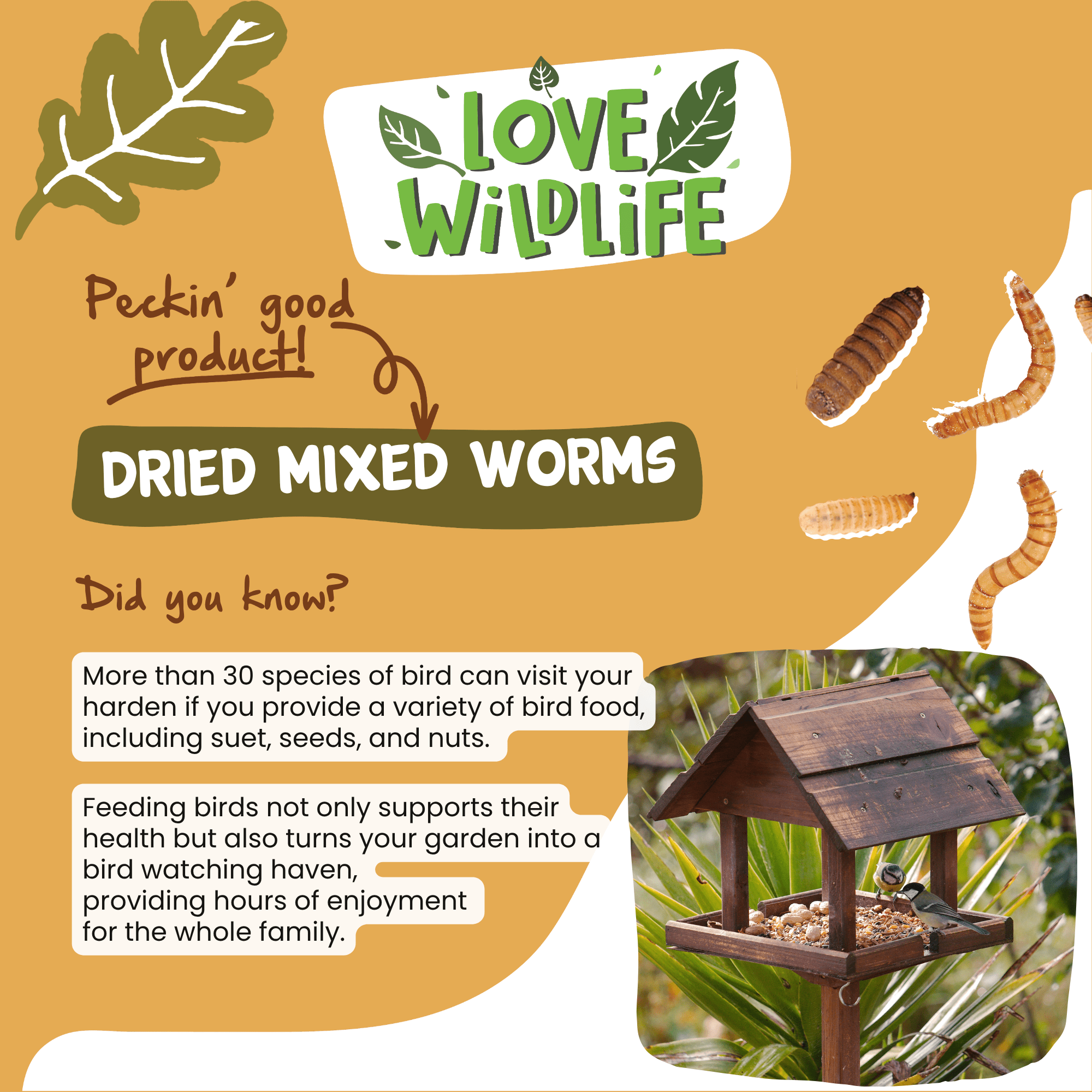 How to Feed Worms to a Bird: Easy Steps for Healthy Feeding